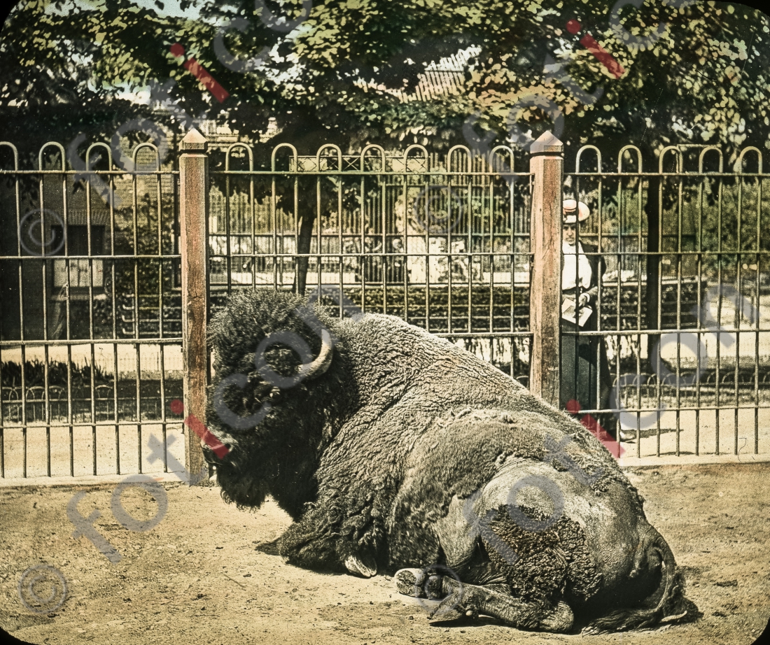 Bison | Bison  - Foto foticon-simon-167-050.jpg | foticon.de - Bilddatenbank für Motive aus Geschichte und Kultur